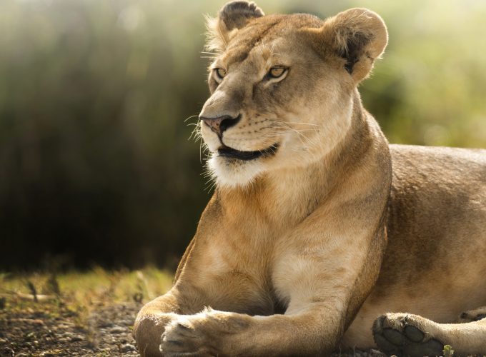Wallpaper Lion, savanna, cute animals, Animals 9093718649